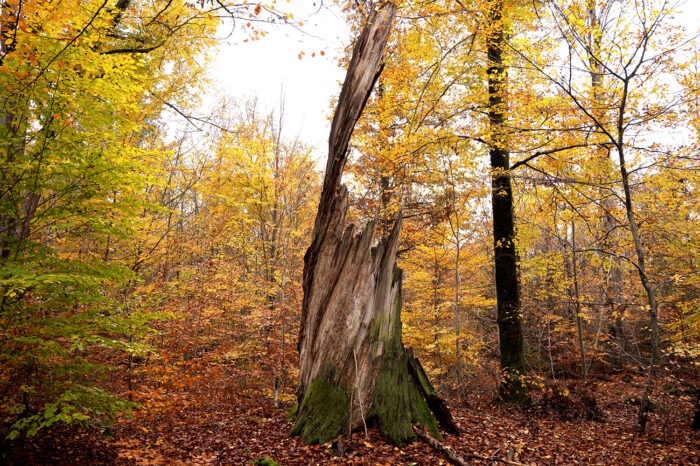 Klimastress: Ist der Stuttgarter Wald zukunftsfähig aufgestellt?