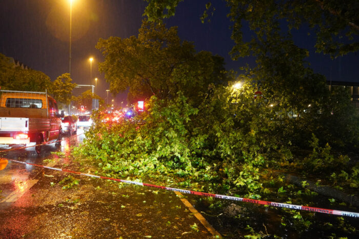 Zahlreiche Bäume sind verteilt durch die Stadtbezirke umgestürzt.