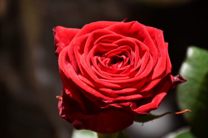 Valentinstag: Die Do's and Don'ts der Stuttgarterinnen und Stuttgarter