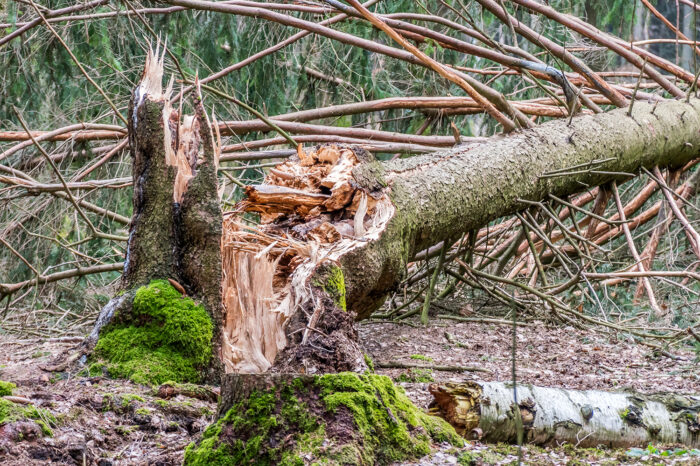 Wegen Sturmgefahr: Stadt warnt vor Ausflügen in den Wald