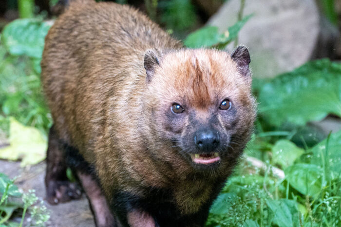 Neuzugang aus Belgien: Timido freut sich über neues Waldhundweibchen