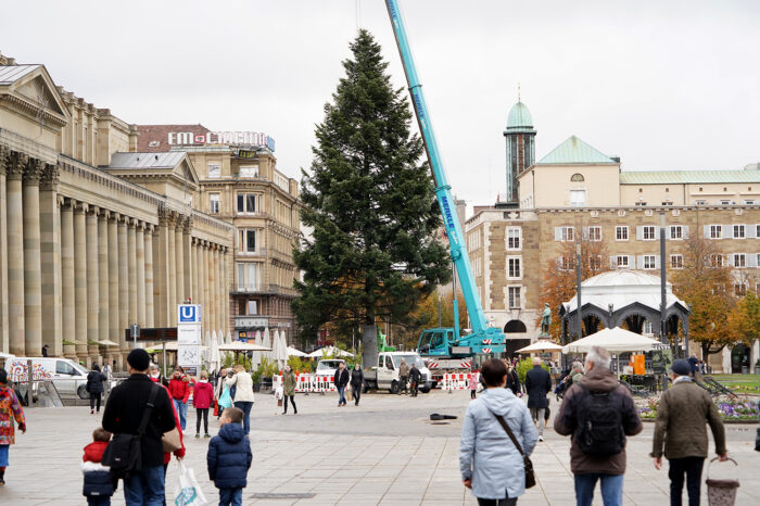 Diesmal ohne Stern: Der große Weihnachtsbaum auf dem Schlossplatz steht