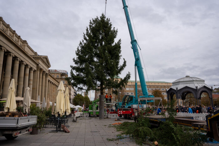 Fotogalerie: Der Weihnachtsbaum auf dem Schlossplatz steht