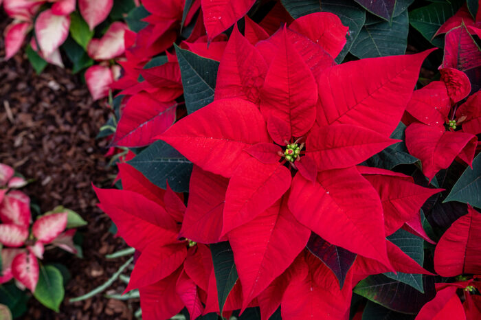 Am Neckar gehen die Weihnachtssterne auf