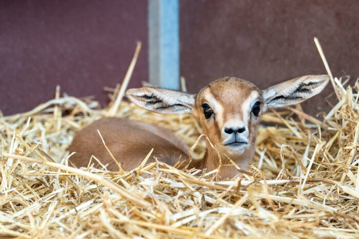 Neues Langohr in der Wilhelma geboren