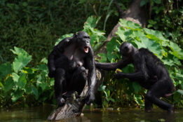 Bonobos konnten im Schutzgebiet Ekolo ya Bonobo in der Demokratischen Republik Kongo ausgewildert werden. (Foto: Lola ya Bonobo)