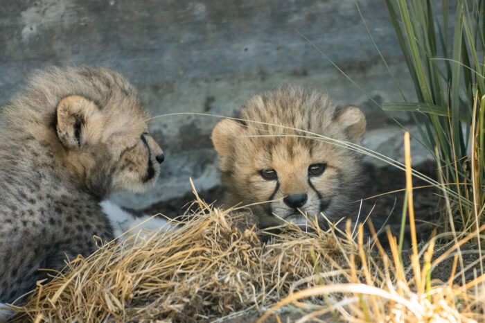 Fotogalerie: Wilhelma gelingt nach 55 Jahren Zucht von Geparden
