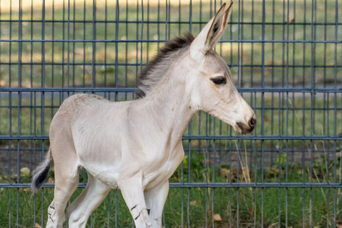 Fotogalerie: Wilhelma freut sich über Nachwuchs bei bedrohten Somali-Wildeseln