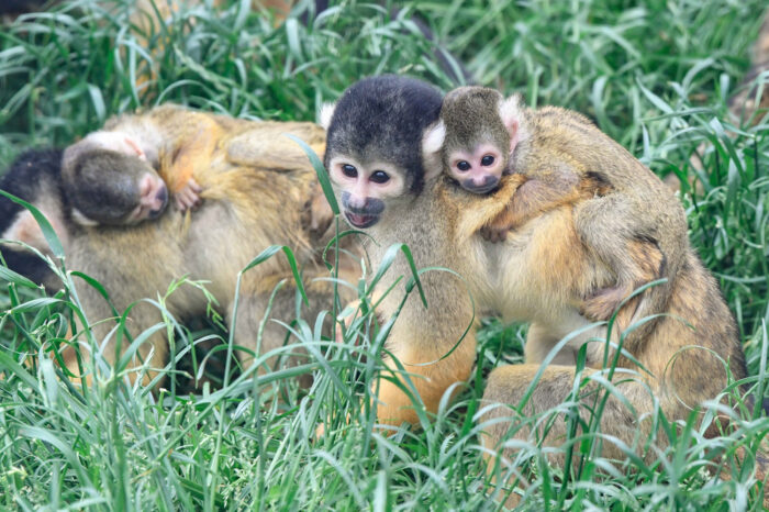 Innerhalb von sechs Wochen sind fünf Totenkopfäffchen in der Wilhelma in Stuttgart geboren worden. (Foto: Wilhelma)
