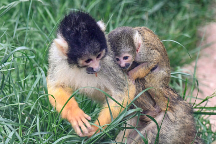 Die kleinen Äffchen klammern sich am Rücken der Mutter mit einem Klammerreflex fest, um beim Klettern nicht herunterzufliegen. (Foto: Wilhelma)