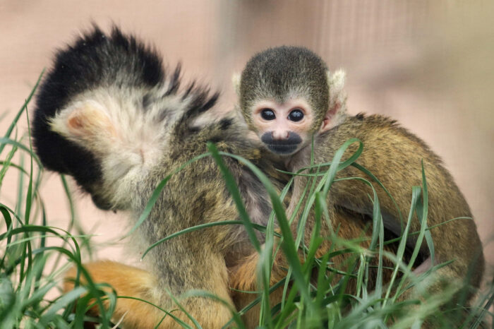 Am Anfang kümmert sich die Mutter um die Jungtiere, später helfen auch Tanten und Schwestern mit. (Foto: Jana Müller)