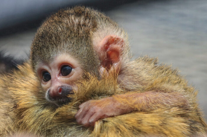 Fotogalerie: Baby-Totenkopfäffchen mischen die Wilhelma auf