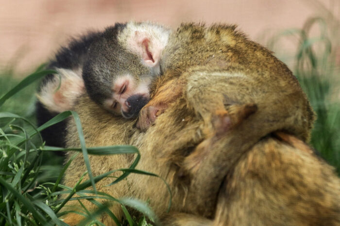 Nach ausgiebigem Toben und Klettern schläft das kleine Äffchen auf dem Rücken der Mama ein. (Foto: Jana Müller)