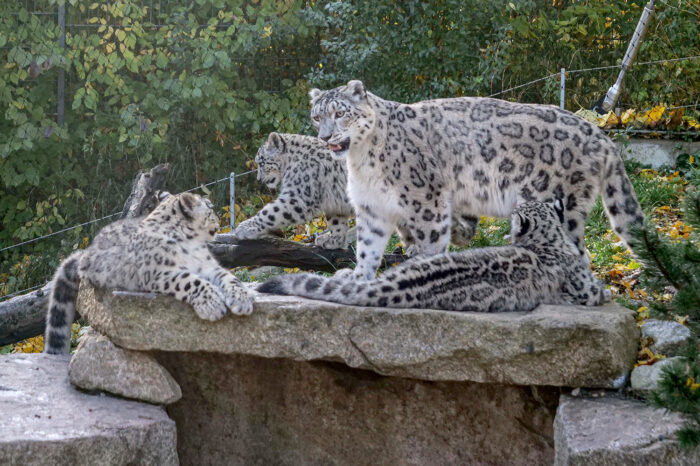 Großer Erfolg für die Wilhelma: Stuttgarter Tierpark ist auf Platz fünf aller Zoos in Europa