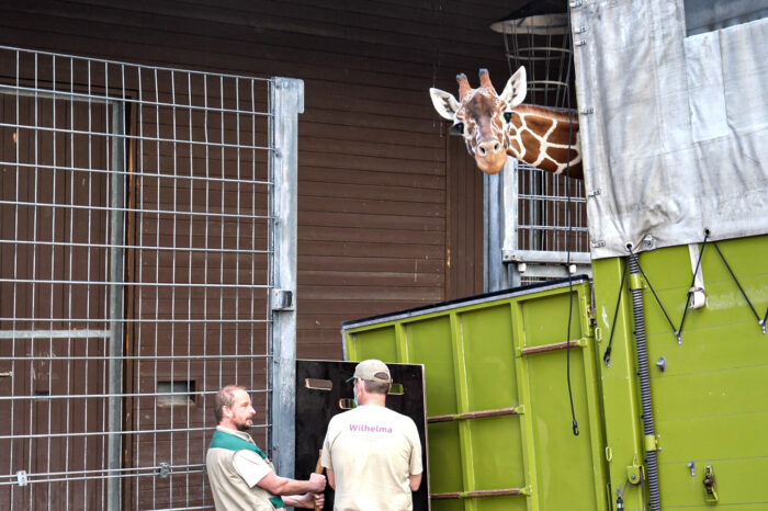 Nach Wiedereröffnung: Neue Giraffen überraschen Besucher der Wilhelma