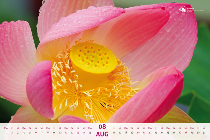 Fotowettbewerb der Wilhelma: Besucher können Kalender mitgestalten