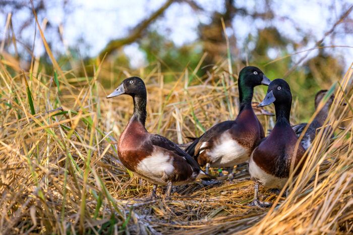 Vogelgrippe in Stuttgart nachgewiesen: Wilhelma ergreift Vorsichtsmaßnahmen
