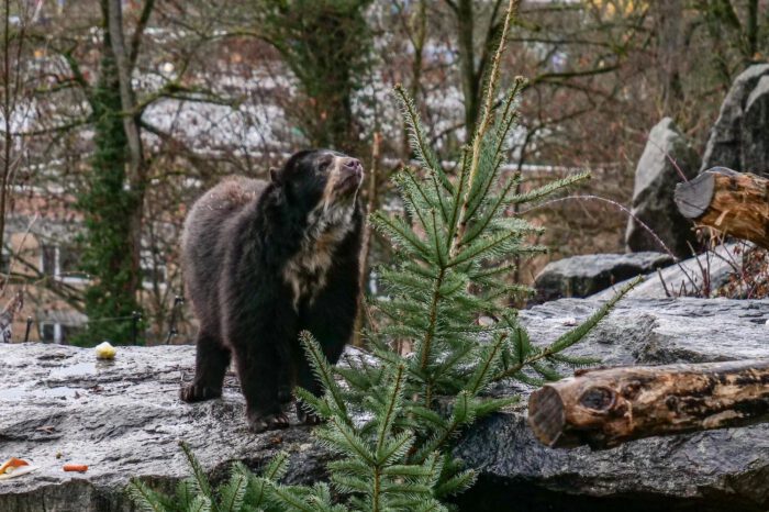 Fotogalerie: Wilhelma-Tiere freuen sich über unverkaufte Weihnachtsbäume