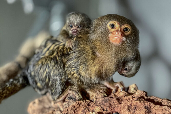News-Update vom Donnerstag: Doppelter Zuwachs bei den Mini-Äffchen
