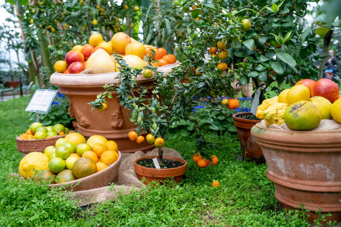Fotogalerie: 25 Arten von Zitrusfrüchten bis Ostern in der Wilhelma