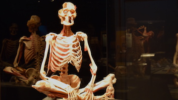 Körperwelten (Fotos: Kleine-Besten/STUGGI.TV)